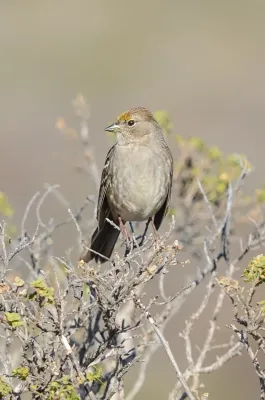File:Golden-crowned Sparrow (Zonotrichia atricapilla) (11397573604).jpg