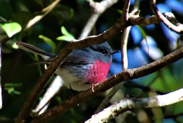 File:Rose Robin (Petroica rosea) (43339833431).jpg