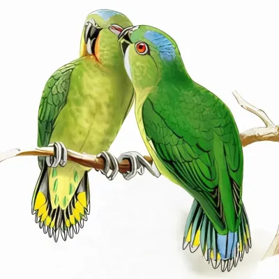 File:Micropsitta finschii.jpg