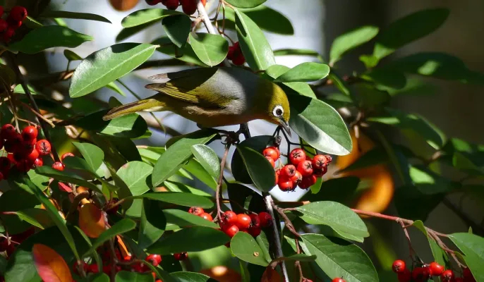 File:Silvereye(Zosterops lateralis)Sydney Australia (50499940686).jpg