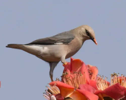 File:Acridotheres burmannicus burmannicus, Taunggye, Shan, Myanmar 1.jpg