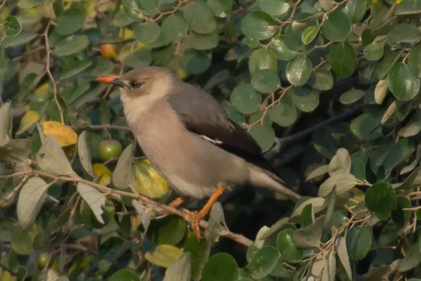 File:Acridotheres burmannicus burmannicus, Myingyan, Mandalay, Myanmar 1.jpg