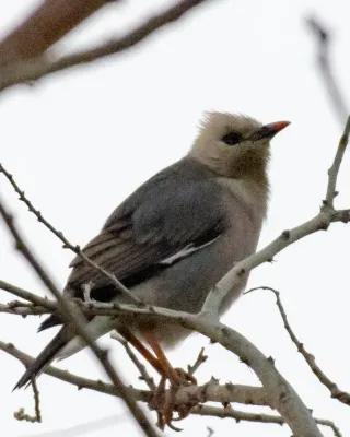 File:Acridotheres burmannicus burmannicus, Myingyan, Mandalay, Myanmar 4.jpg