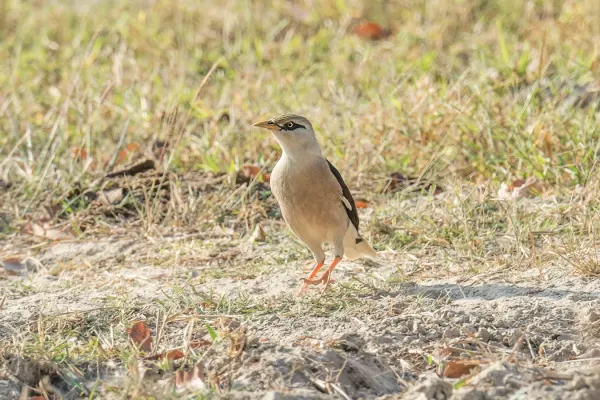 File:Acridotheres burmannicus leucocephalus, Wang Nam Khao, Sukhothai, Thailand 1.jpg