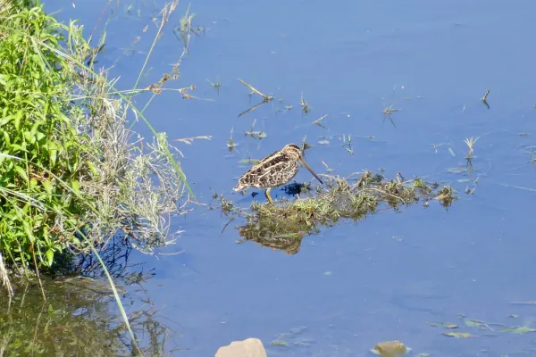 File:African Snipe (Gallinago nigripennis).jpg