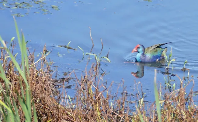 File:African Swamphen (Porphyrio madagascariensis) - 46643729364.jpg