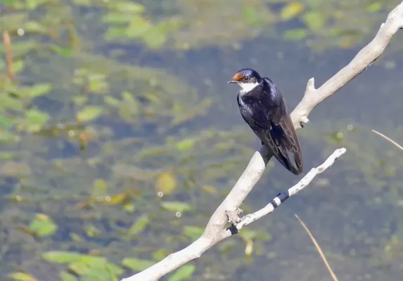 File:White-throated Swallow (Hirundo albigularis).jpg