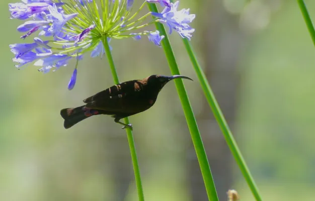 File:Amethyst Sunbird (Chalcomitra amethystina) male on Agapanthus flower.jpg
