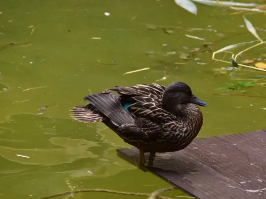 File:Anatidae Anas melleri 1.jpg