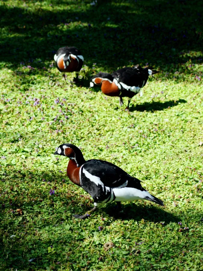 File:Anatidae Branta ruficollis 2.jpg