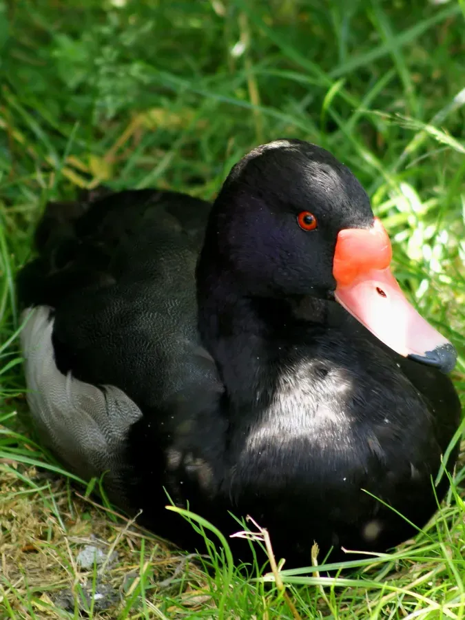 File:Anatidae Netta peposaca 2.jpg