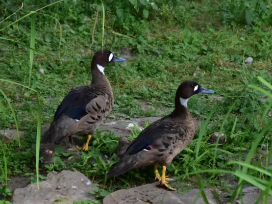 File:Anatidae Speculanas specularis 1.1.jpg