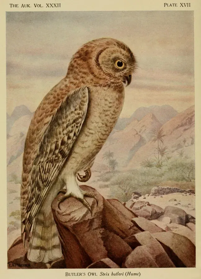File:Strix butleri.jpg