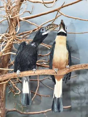 File:Bucerotidae Penelopides panini panini 1.1.jpg