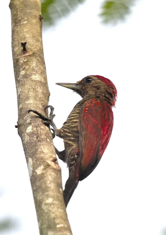 File:Dryobates sanguineus 107925533.jpg