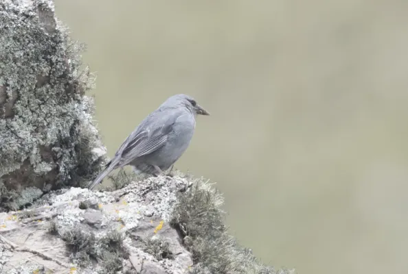 File:Idiopsar brachyurus - Short-tailed Finch 01.jpg