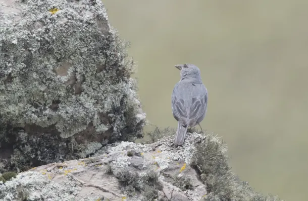 File:Idiopsar brachyurus - Short-tailed Finch 02.jpg