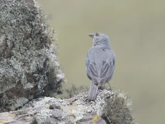 File:Idiopsar brachyurus - Short-tailed Finch 02 (cropped).jpg