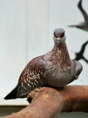File:Columbidae Columba guinea 1.1.jpg