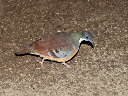 File:Columbidae Gallicolumba crinigera 1.1.jpg