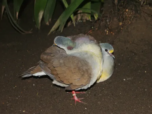File:Columbidae Gallicolumba tristigmata 1.jpg