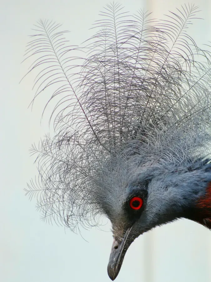 File:Columbidae Goura scheepmakeri 2.jpg