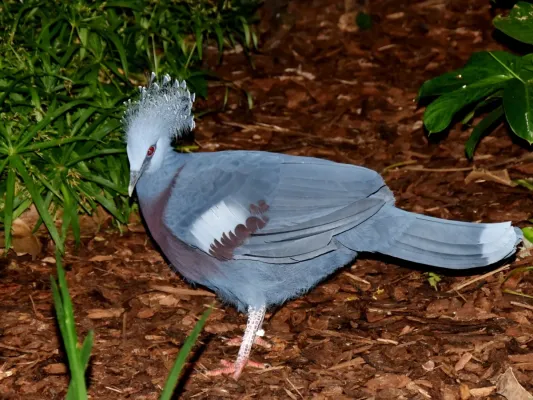 File:Columbidae Goura victoria 4.jpg