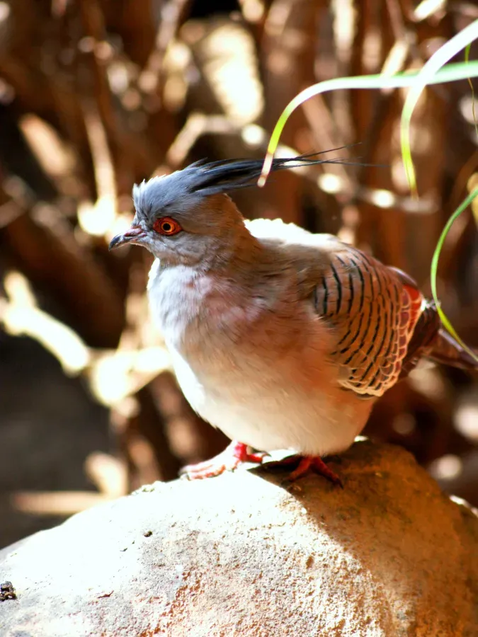 File:Columbidae Ocyphaps lophotes 3.1.jpg