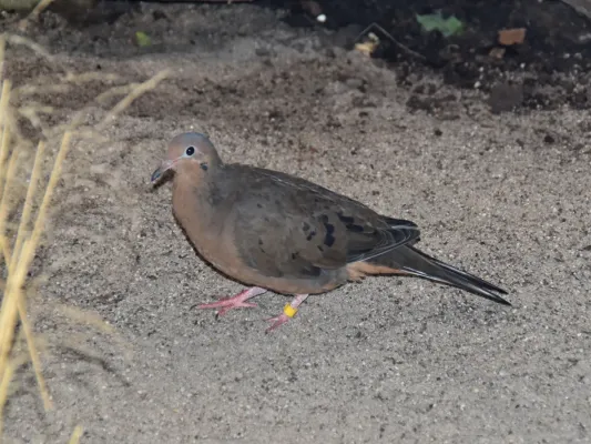 File:Columbidae Zenaida graysoni 2.2.jpg