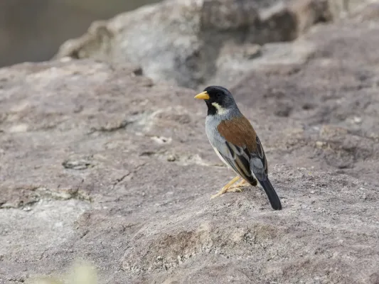 File:Buff-bridled Inca-Finch - Incaspiza laeta.jpg