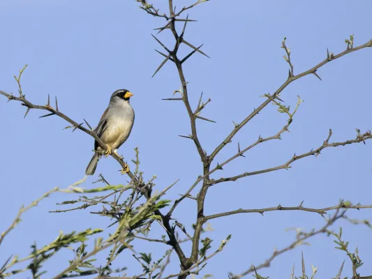 File:Incaspiza watkinsi - Little Inca-Finch.jpg