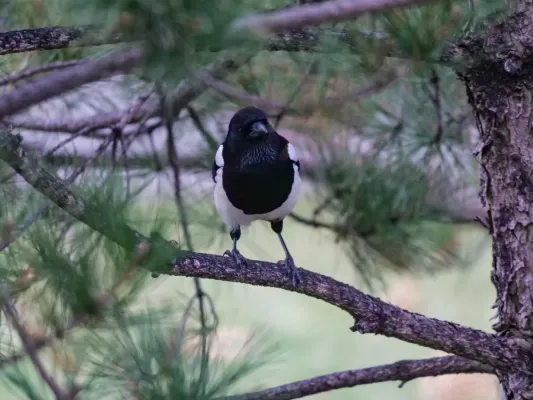 File:Oriental magpie (Pica serica) in Yanqi Lake.jpg