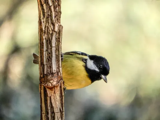 File:Periparus venustulus Yellow-bellied tit In Wuhan botanical garden. (48890343526).jpg