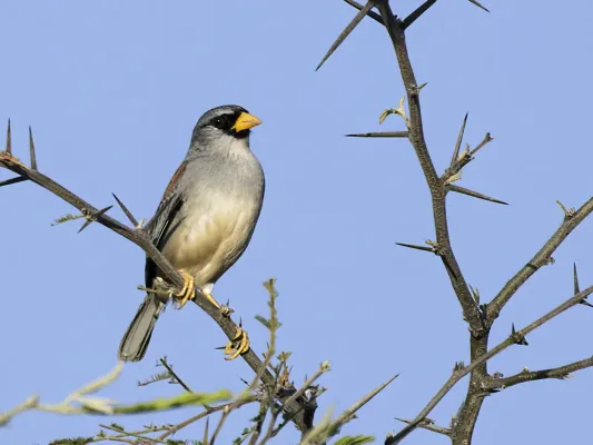 File:Incaspiza watkinsi - Little Inca-Finch (cropped).jpg