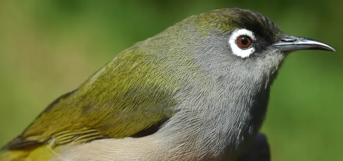 File:Zosterops olivaceus.jpg