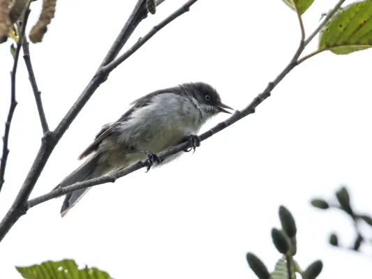 File:Pseudospingus xanthophthalmus - Drab Hemispingus.jpg