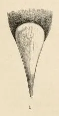 File:Cacicus oseryi frontal shield.jpg
