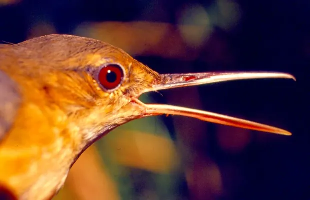 File:Ramphocaenus melanurus griseodorsalis (15236281462).jpg