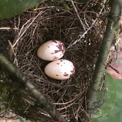 File:Thamnophilus amazonicus (43340495041).jpg