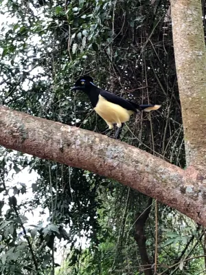 File:Cyanocorax chrysops Iguazu Falls.jpg