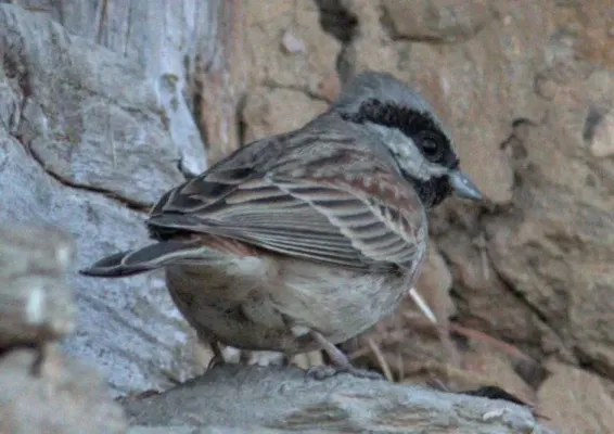 File:Emberiza stewarti 112207864.jpg