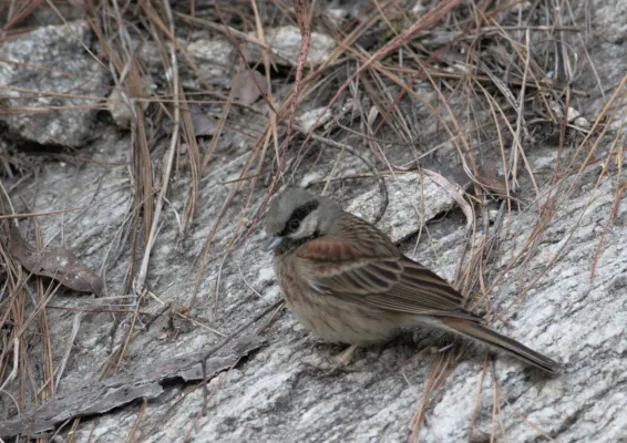 File:Emberiza stewarti 112024339.jpg