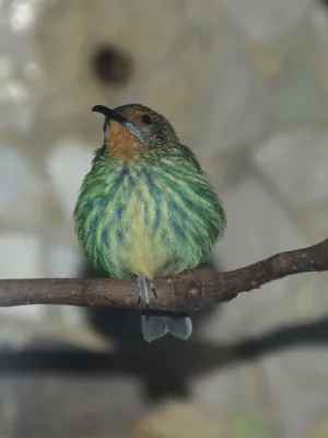 File:Thraupidae Cyanerpes caeruleus 1.1.jpg
