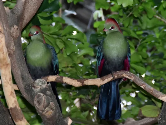 File:Musophagidae Tauraco fischeri 3.jpg