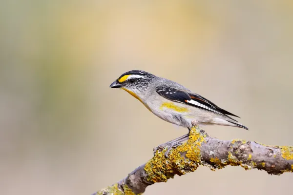 File:Striated Pardalote (Pardalotus striatus) (51174065818).jpg