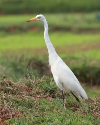 File:Intermediate Egret,Ardea intermedia.jpg