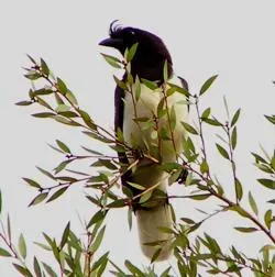 File:Cyanocorax cristatellus(m)P5051282.JPG
