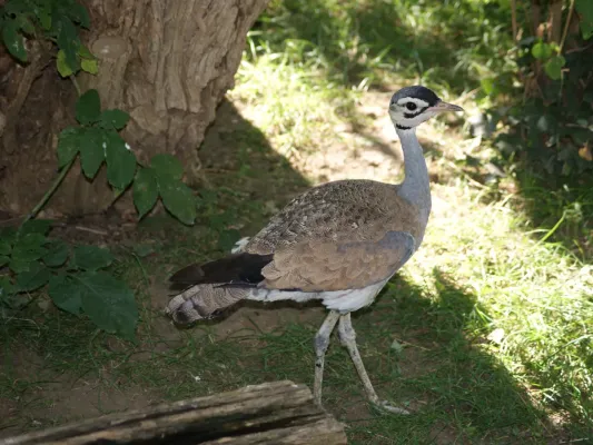 File:Otididae Eupodotis senegalensis 2.jpg