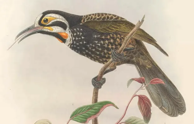 File:Melidectes leucostephes - The Birds of New Guinea (cropped).jpg