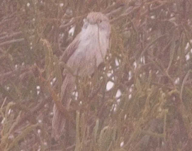 File:Eyrean Grasswren (Amytornis goyderi) (8079658809) (cropped).jpg